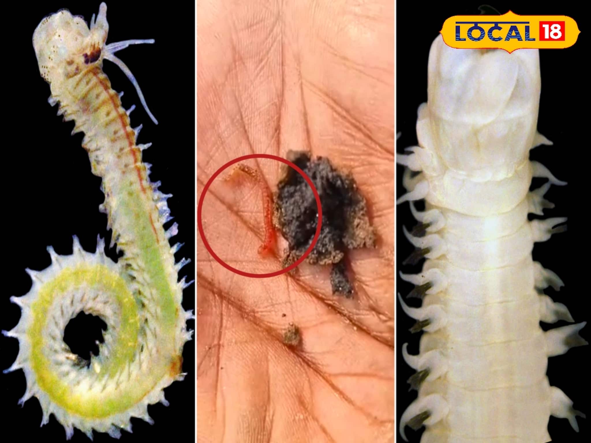 দিঘা উপকূলে চাঞ্চল্য! খোঁজ মিলল বিরল প্রজাতির দুই সামুদ্রিক কীটের