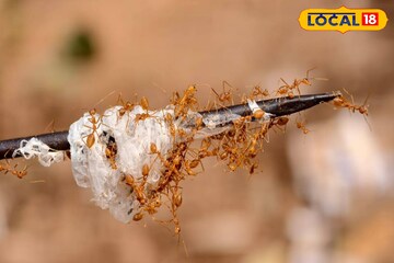 সস্তায় পুষ্টির ভাণ্ডার! জঙ্গলমহলের হাটে লাল পিঁপড়ের ডিম কিনতে লম্বা লাইন