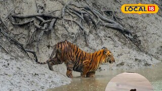 জঙ্গলে ফিরে গেল বাঘ জঙ্গলে ফিরে গেল বাঘ