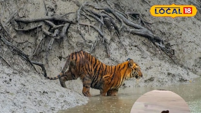 জঙ্গলে ফিরে গেল বাঘ জঙ্গলে ফিরে গেল বাঘ