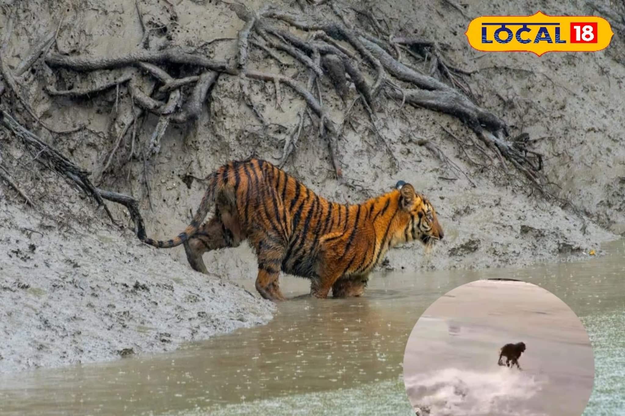 জাল ছিঁড়ে জঙ্গলে ফিরল বাঘ! তিন দিনের আতঙ্ক শেষে অবশেষে স্বস্তি ঝড়খালিতে