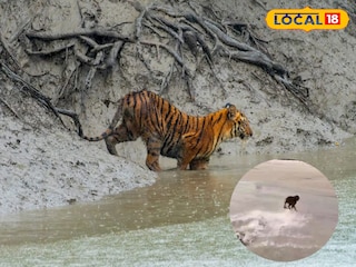 জঙ্গলে ফিরে গেল বাঘ