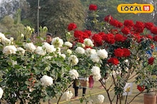 Rose Care:একবার গাছ লাগালে টানা ১০-১২ বছর ফুটবে থোকা থোকা গোলাপ, জেনে নিন 'সিক্রেট' টিপস