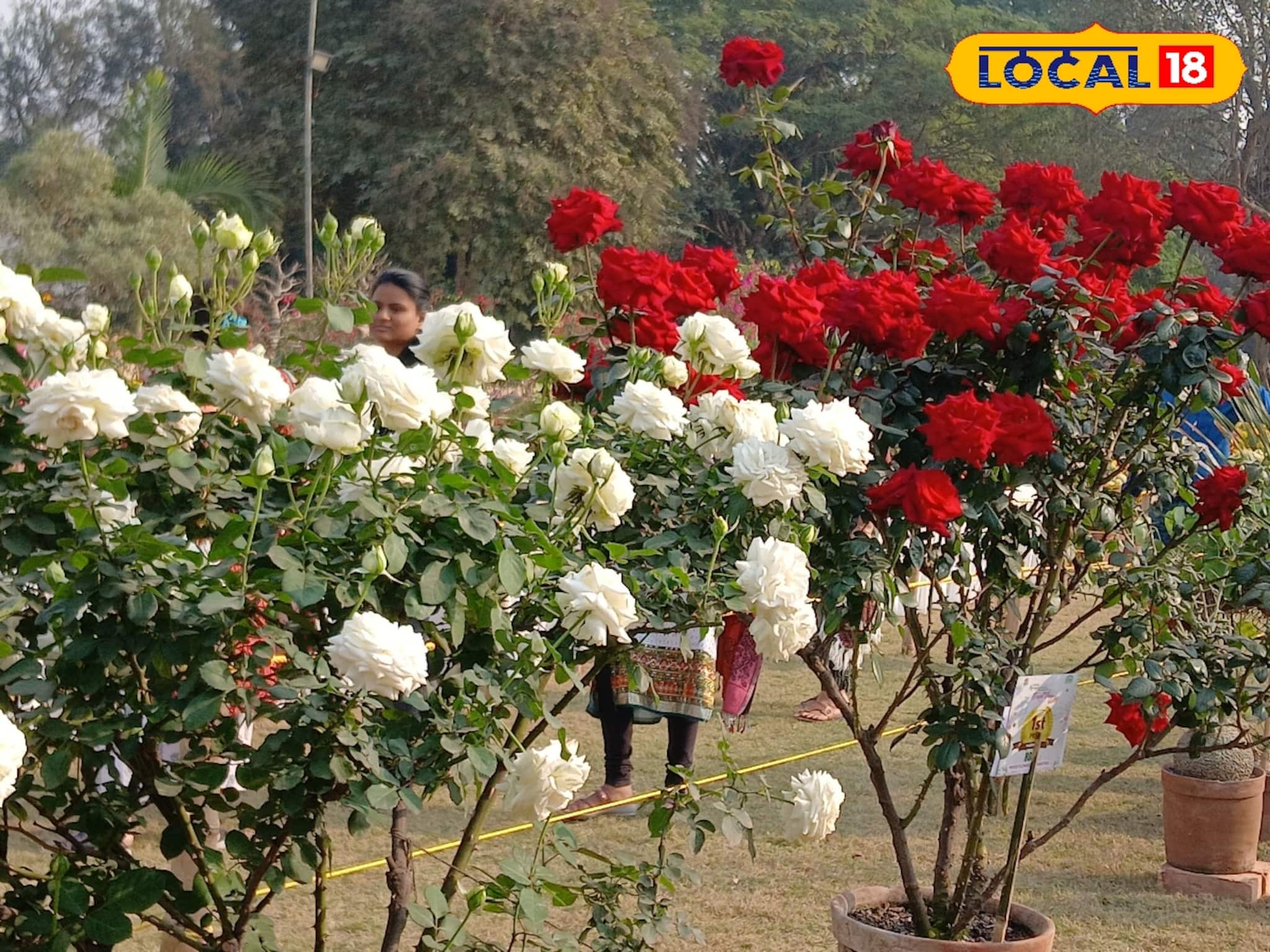 একবার গাছ লাগালে টানা ১০-১২ বছর ফুটবে থোকা থোকা গোলাপ, জেনে নিন 'সিক্রেট' টিপস