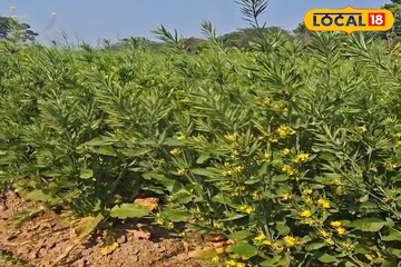 ৭ ফুটের গাছ, এক গাছেই এক কেজি ফলন! সরষে চাষে বৈপ্লবিক পরিবর্তন, বেছে নিতে এই জাত