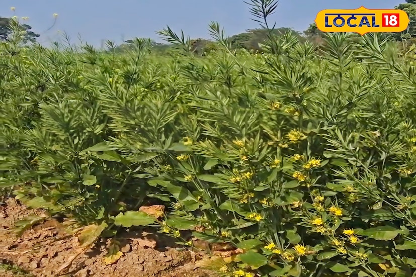 উত্তর ২৪ পরগনা জেলার নূরনগর গ্রাম পঞ্চায়েতের খেজুরডাঙা গ্রামে ভিয়েতনামি সরিষা চাষ করে লাভের দিশা দেখাচ্ছেন স্থানীয় কৃষক আসমাউল তরফদার। নতুন জাতের এই সরিষা চাষ করে স্বল্প খরচে বেশি ফলন পাওয়ার সম্ভাবনা তৈরি হয়েছে বলে মনে করছেন তিনি।