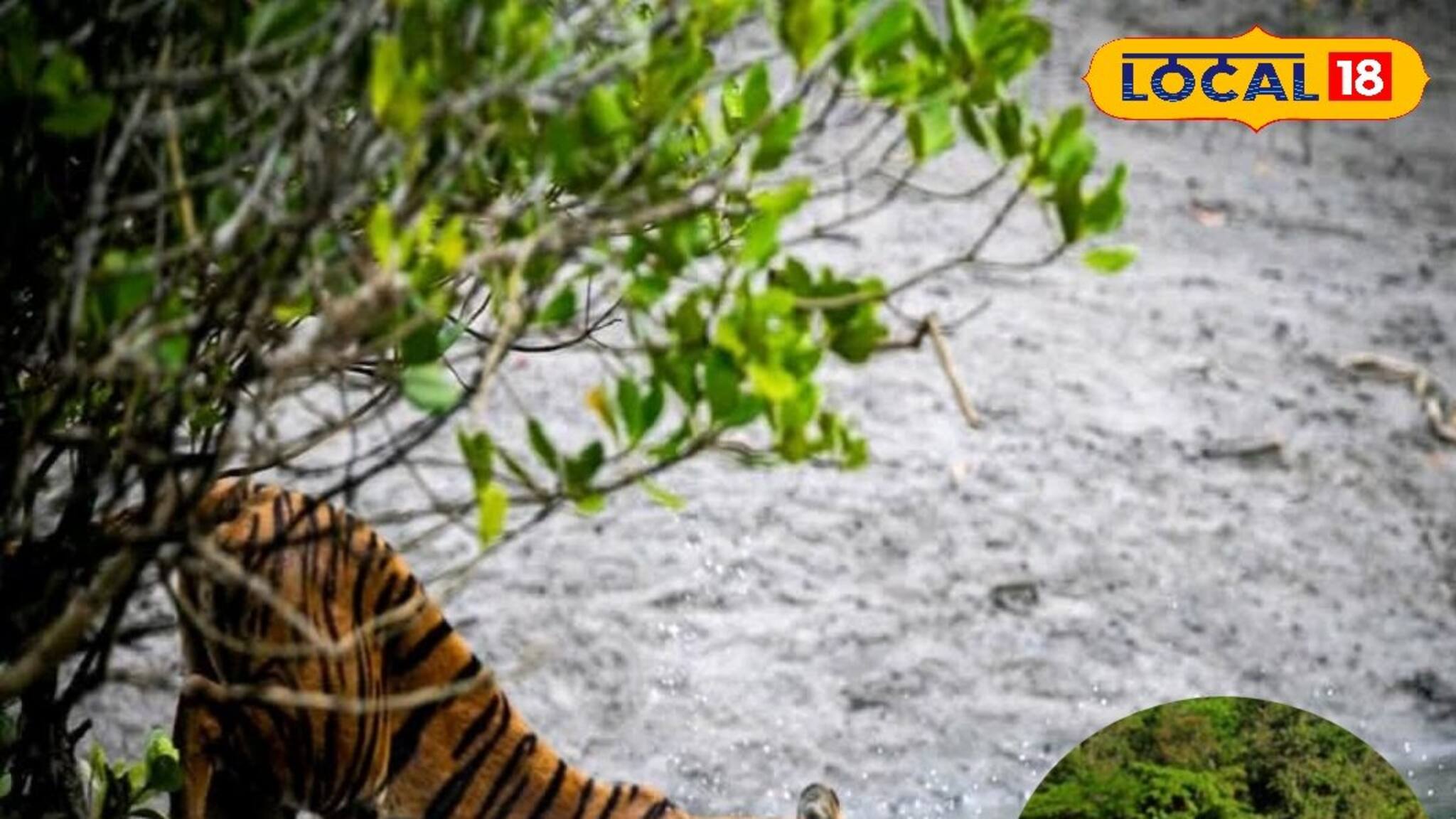 সুন্দরবনে বিরল দৃশ্য...! রয়্যাল বেঙ্গল টাইগার ও ডলফিনের জোড়া দর্শন, খুশি পর্যটকেরা