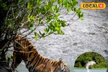 Sundarbans: : সুন্দরবনে বিরল দৃশ্য...! রয়্যাল বেঙ্গল টাইগার ও ডলফিনের জোড়া দর্শন, খুশিতে আত্মহারা পর্যটকরা