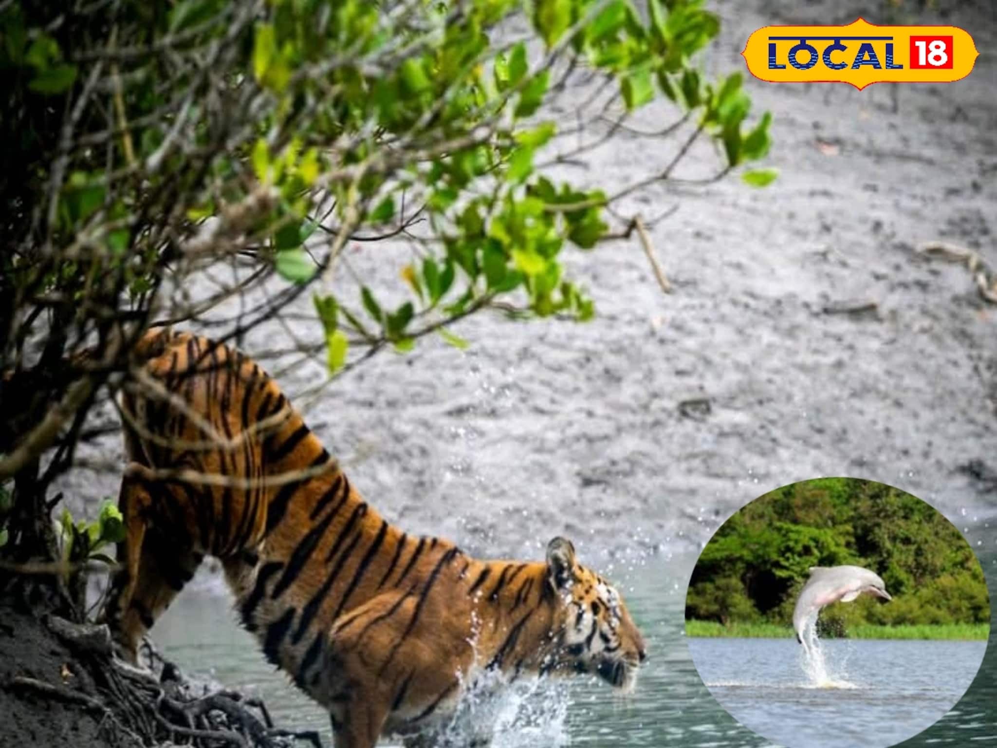সুন্দরবনে বিরল দৃশ্য...! রয়্যাল বেঙ্গল টাইগার ও ডলফিনের জোড়া দর্শন, খুশি পর্যটকেরা