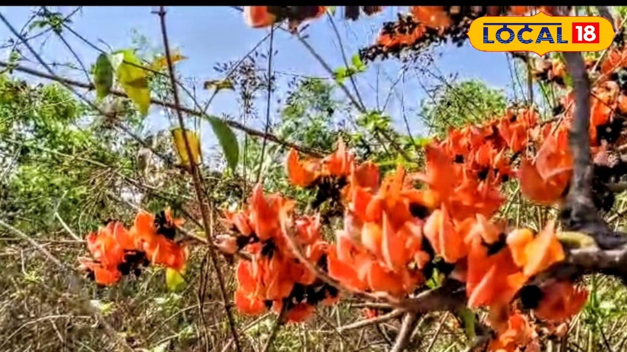 Weekend Trip: বসন্তের ছুটিতে পলাশ বিলাস! শুশুনিয়া পাহাড় থেকে বরদি জঙ্গল— বাঁকুড়ায় পলাশের আগুনরঙা সৌন্দর্য উপভোগ করার সেরা ঠিকানা