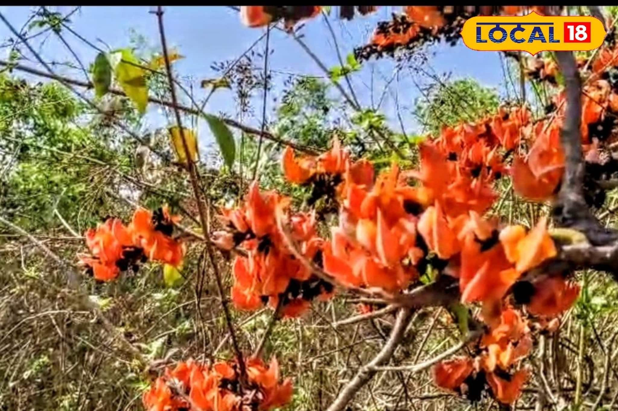 বসন্তের ছুটিতে পলাশ বিলাস! বাঁকুড়ার এই ৪টি জায়গায় মিলবে লাল পলাশের স্বর্গীয় দৃশ্য