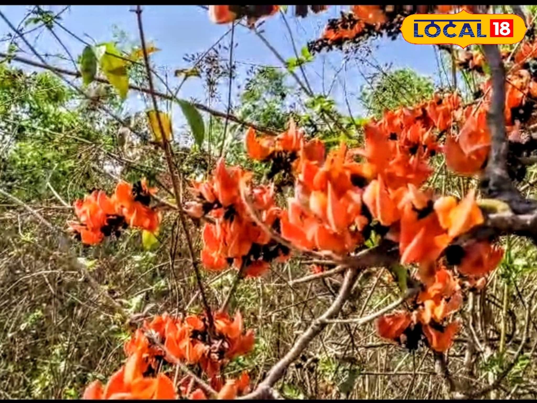 বসন্তের ছুটিতে পলাশ বিলাস! বাঁকুড়ার এই ৪টি জায়গায় মিলবে লাল পলাশের স্বর্গীয় দৃশ্য