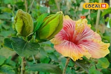 Jaba Flower Gardening Tips: বাগানের জবাগাছে হঠাৎ পোকার হানা, ফুল শুকিয়ে যাচ্ছে...কী ভাবে যত্ন করলে গাছ ধরবে ফুলে ফুলে? পড়ুন