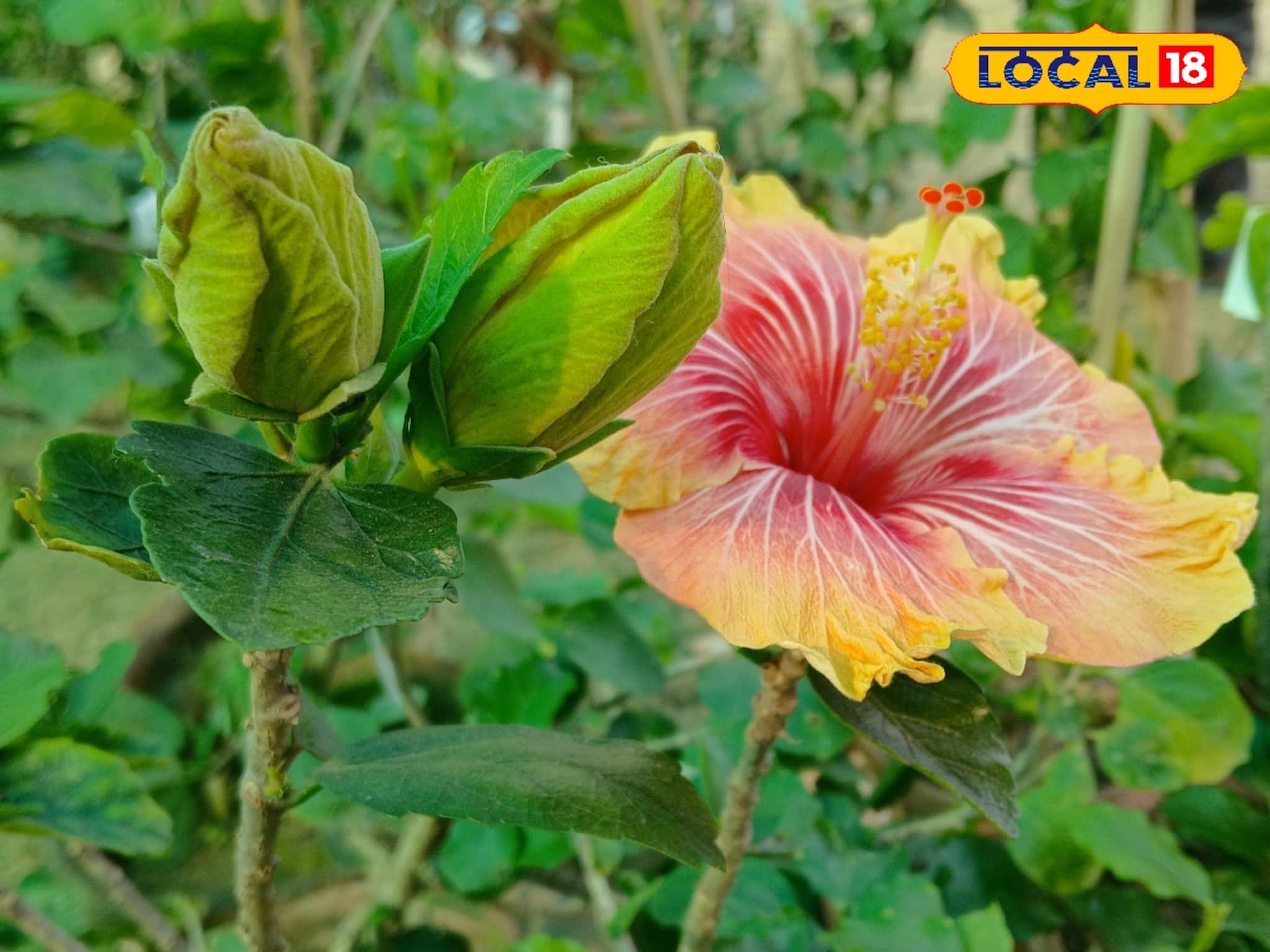 বাগানের জবাগাছে হঠাৎ পোকার হানা, ফুল শুকিয়ে যাচ্ছে...কী ভাবে গাছ ধরবে ফুলে ফুলে?