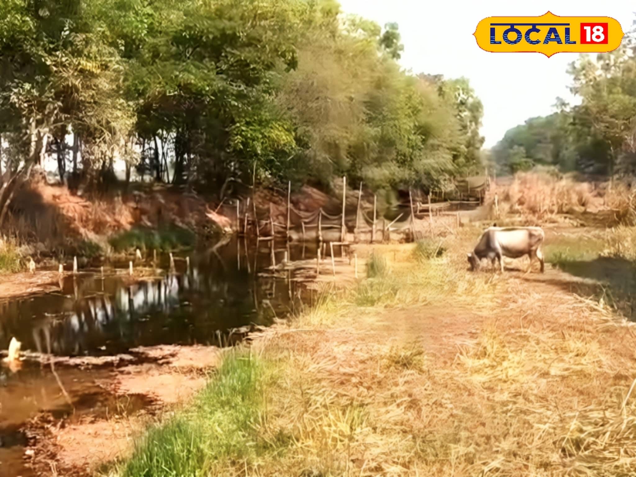 'হাতি ঝুলু ঝুলু আইল বান...' সোনার শষ্যক্ষেত্র আজ জলাভূমি, বারচৌকার ইতিহাস গায়ে কাঁটা দেয়!