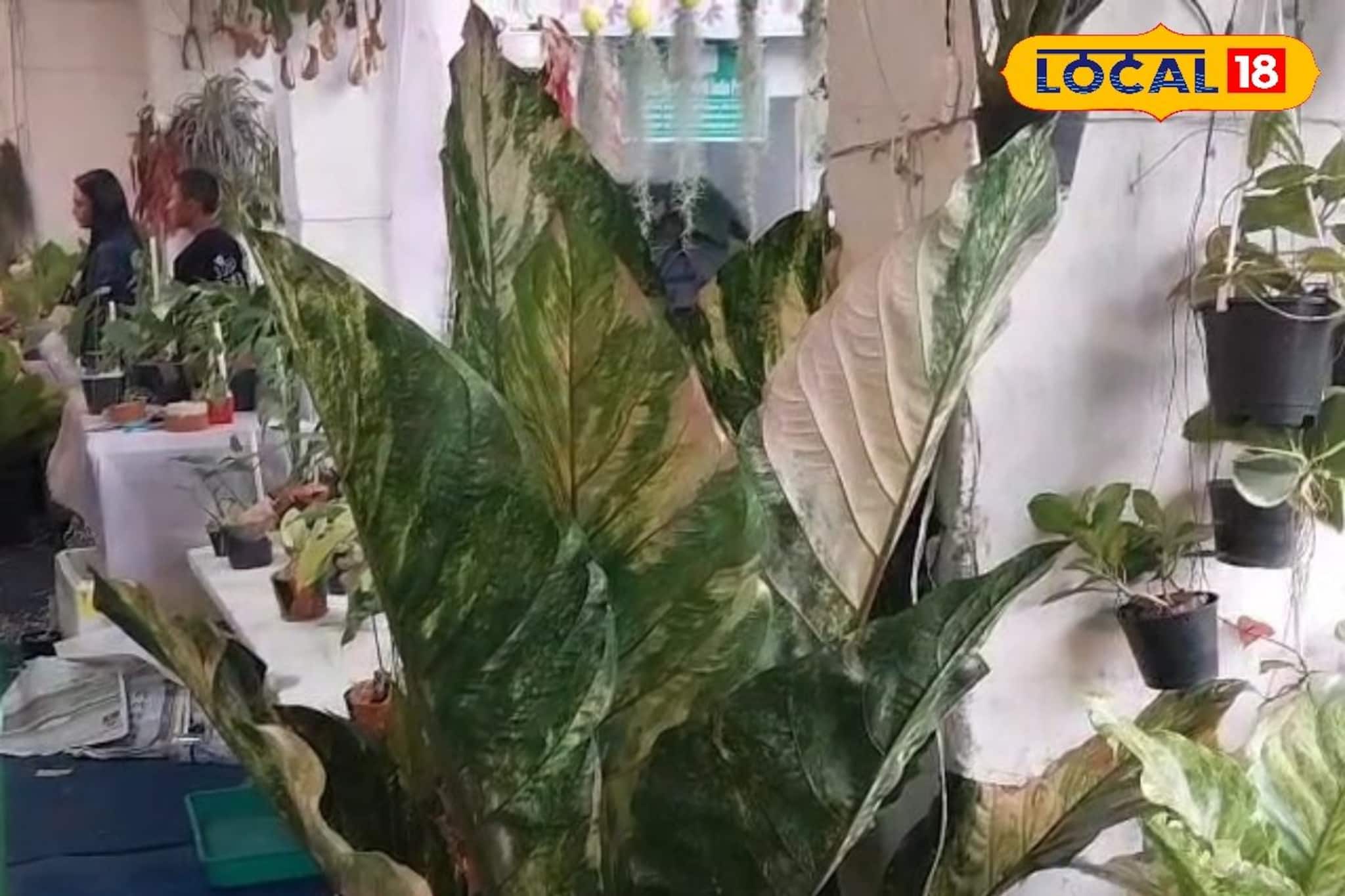 দাম ১ লক্ষ ২৫ হাজার!  পুষ্প প্রদর্শনীতে নজর কাড়ছে ইন্দোনেশিয়ার অ্যান্থেরিয়াম পিঙ্ক হুকারি