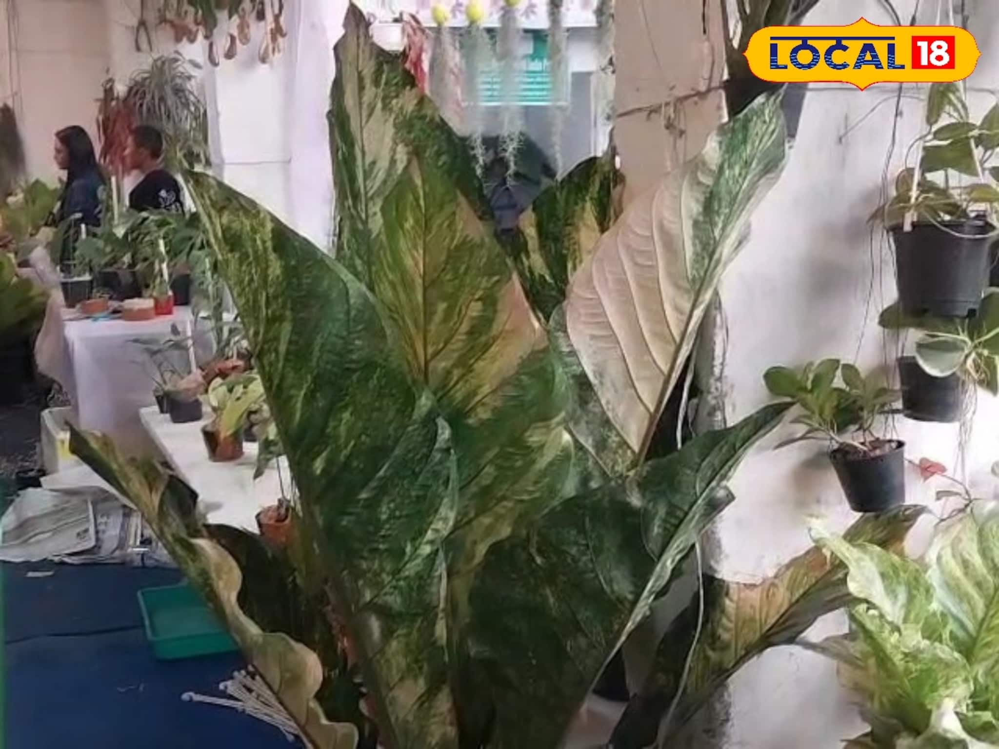 দাম ১ লক্ষ ২৫ হাজার!  পুষ্প প্রদর্শনীতে নজর কাড়ছে ইন্দোনেশিয়ার অ্যান্থেরিয়াম পিঙ্ক হুকারি