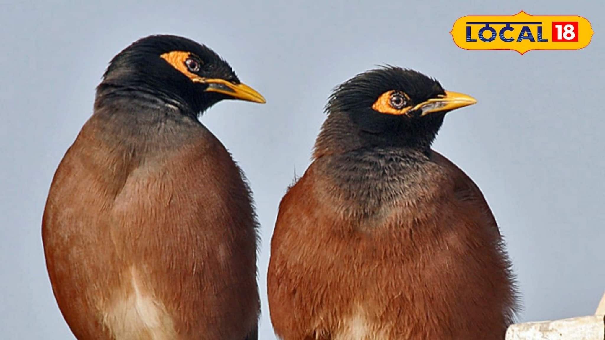 Shalik Beliefs: সকালে 'এক শালিক' দেখেছেন? কেন 'এক শালিক' দেখাকে অশুভ আর 'দুই শালিক' দেখাকে শুভ মানা হয়? আসল কারণ জানলে চমকে যাবেন