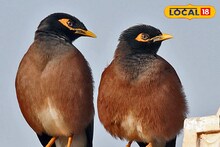 Shalik Beliefs: সকালে 'এক শালিক' দেখেছেন? কেন 'এক শালিক' দেখাকে অশুভ আর 'দুই শালিক' দেখাকে শুভ মানা হয়? আসল কারণ জানলে চমকে যাবেন