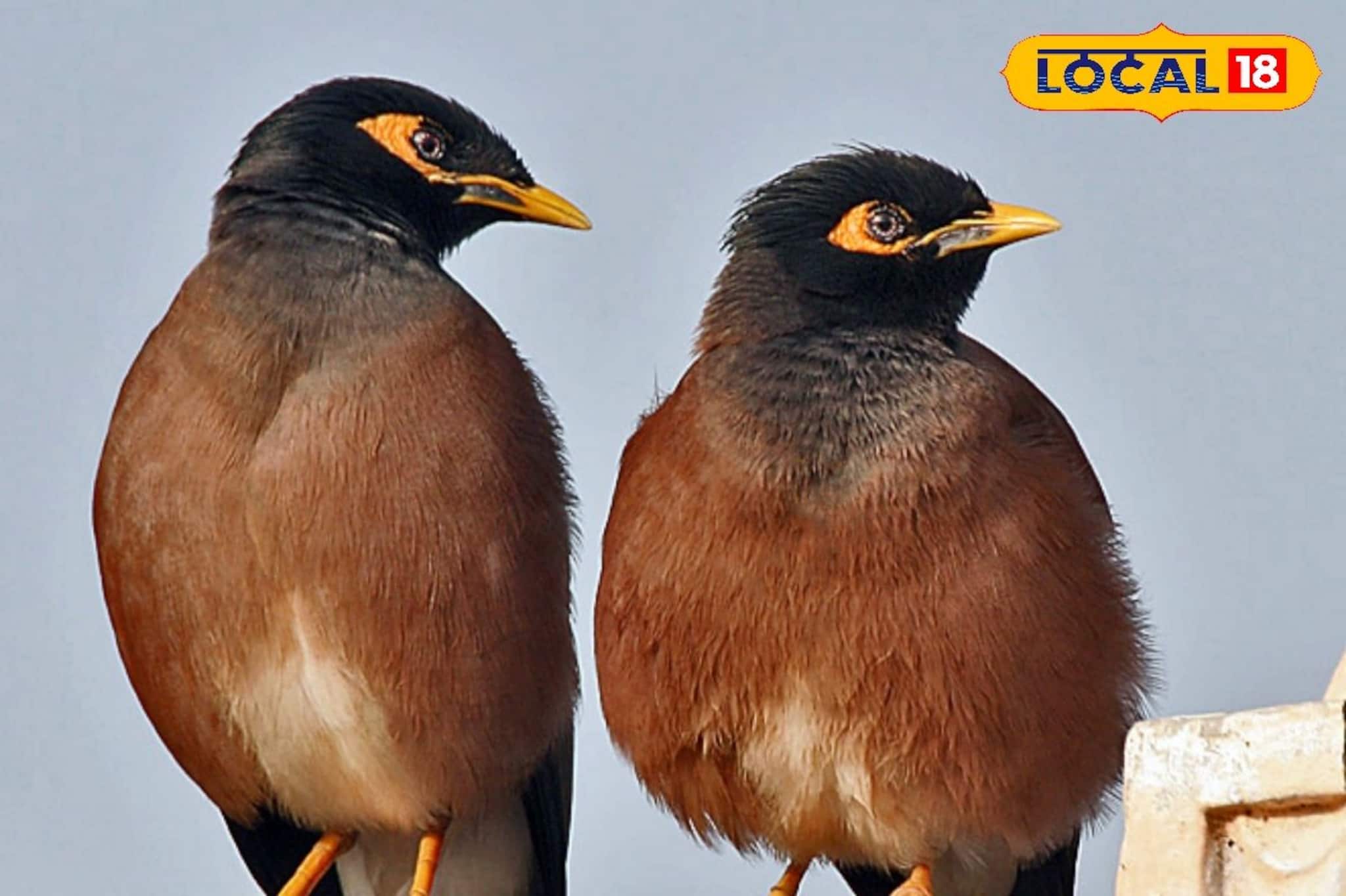বাড়ি থেকে বেরিয়েই এক শালিকের দেখা? ভয় পাবেন না, জ্যোতিষ শাস্ত্র কী বলছে দেখে নিন