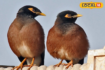 বাড়ি থেকে বেরিয়েই এক শালিকের দেখা? ভয় পাবেন না, জ্যোতিষ শাস্ত্র কী বলছে দেখে নিন বাড়ি থেকে বেরিয়েই এক শালিকের দেখা? ভয় পাবেন না, জ্যোতিষ শাস্ত্র কী বলছে দেখে নিন
