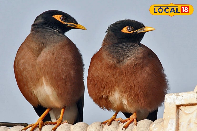 সকালে উঠে শালিক দেখছেন! জানেন এক শালিক শুভ নাকি দু'শালিক শুভ। প্রাচীন কাল থেকেই এই কথা গুলি লোকমুখে প্রচারিত, এই ধারণাগুলি কতটা বাস্তবায়িত বা ভাগ্যের সঙ্গে এর যোগ সুত্র আছে কি না, সে সম্পর্কে দেখে নেওয়া যাক। সকালে উঠে শালিক দেখছেন! জানেন এক শালিক শুভ নাকি দু'শালিক শুভ। প্রাচীন কাল থেকেই এই কথা গুলি লোকমুখে প্রচারিত, এই ধারণাগুলি কতটা বাস্তবায়িত বা ভাগ্যের সঙ্গে এর যোগ সুত্র আছে কি না, সে সম্পর্কে দেখে নেওয়া যাক।