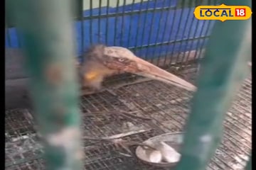 মৃত্যুর মুখ থেকে ফিরল গ্রেটার অ্যাডজুট্যান্ট স্টর্ক, সুস্থ করতে ঝাঁপিয়ে পড়লেন বনকর্মীরা