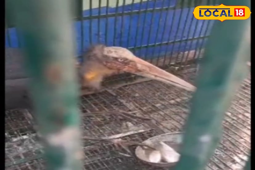 ঘোষপুকুর রেঞ্জ অফিস চত্বরে হঠাৎই দেখা মেলে এক বিরল প্রজাতির পাখির। বয়সের ভারে শারীরিকভাবে দুর্বল অবস্থায় পড়ে ছিল একটি গ্রেটার অ্যাডজুট্যান্ট স্টর্ক। বড় আকারের এই বিরল পাখিটিকে দেখে দ্রুত তৎপর হন বনকর্মীরা। খবর পেয়ে ঘটনাস্থলে পৌঁছে কার্শিয়াং ফরেস্ট ডিভিশনের দল নিরাপদে পাখিটিকে উদ্ধার করে। (ছবি ও তথ্য: ঋত্বিক ভট্টাচার্য)