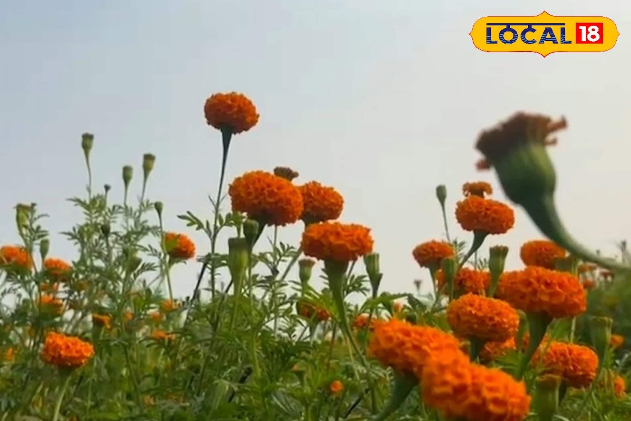 শীত শেষ হলেও, গাঁদা ফুলের চাষ থেকেই মোটা টাকা লাভ করছেন জেলার চাষিরা