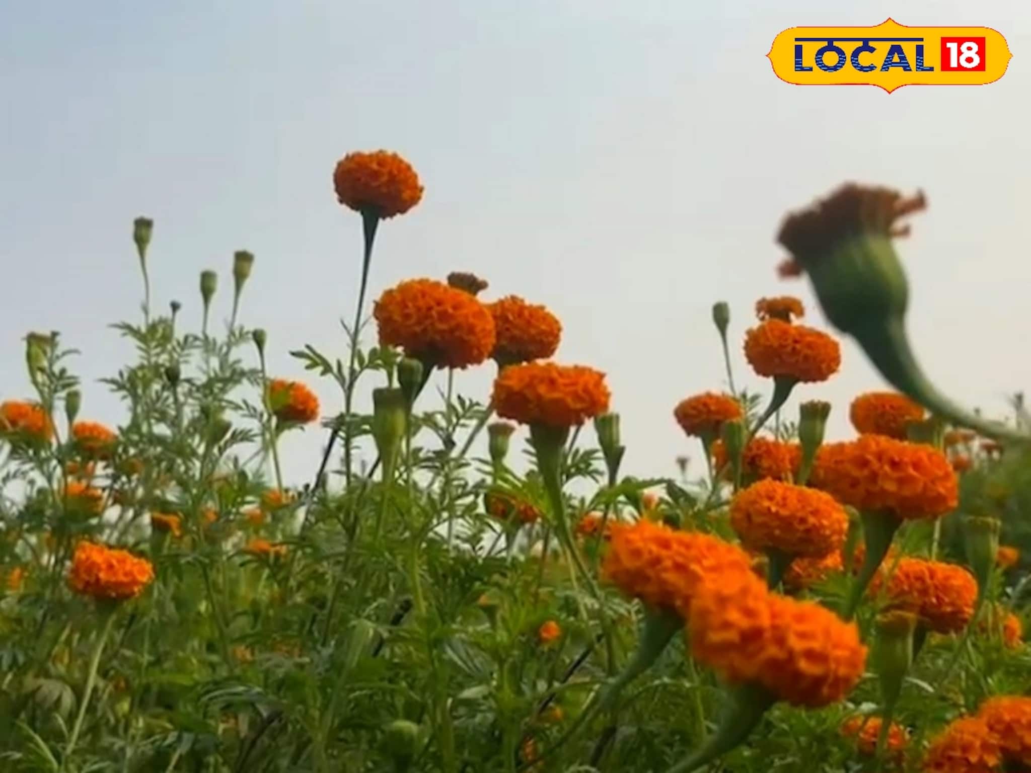 শীত শেষ হলেও, গাঁদা ফুলের চাষ থেকেই মোটা টাকা লাভ করছেন জেলার চাষিরা