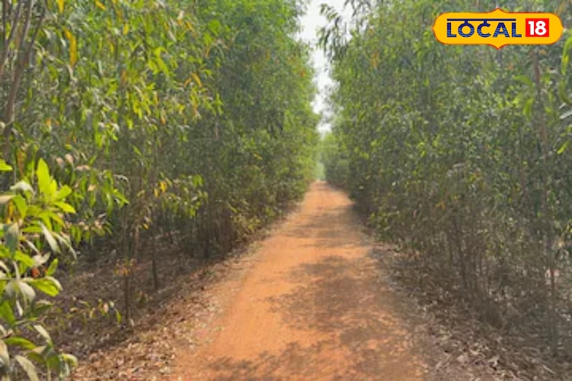 পূর্ব বর্ধমান জেলার আউশগ্রাম ২ ব্লকের দেবশালা গ্রামের কাছে নাগরপোঁতা জঙ্গলের মাঝেই রয়েছে রহস্যঘেরা ‘প্রেমের সমাধি’। দেবশালা বাসস্ট্যান্ড থেকে অল্প দূরত্বে জঙ্গলে ঘেরা রাস্তার ধারে এই সমাধির অবস্থান। এই পথ দিয়েই পশ্চিম বর্ধমানের পানাগড়-সহ একাধিক গ্রামে যাতায়াত করেন বহু মানুষ। পথচারীদের অনেকেই সমাধির সামনে একবার দাঁড়িয়ে সম্মান জানান বা প্রণাম করেন। দীর্ঘদিন ধরে প্রচলিত রয়েছে একটি বিশেষ রীতি, সমাধির উপর গাছের ডাল বা পাতা, বিশেষত শালপাতা অর্পণ করা।তথ্য ও ছবি: বনোয়ারীলাল চৌধুরী