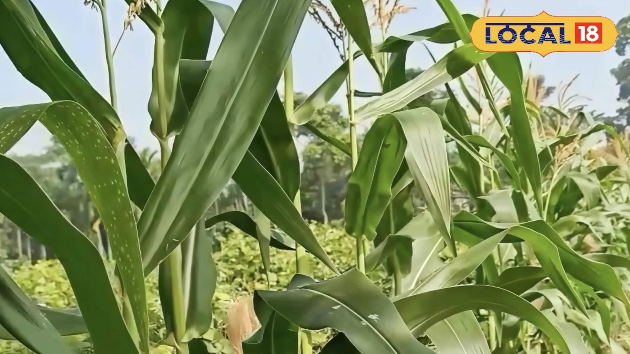 ভুট্টা চাষে বিপ্লব! কম খরচে দ্বিগুণ লাভের দিশা দেখছেন উত্তর ২৪ পরগনার কৃষকরা