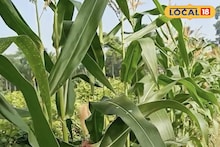 Maize Cultivation: ‘সোনা’ ফলাচ্ছে জমি! শুধু দানা নয়, গাছ বিক্রি করেও বাড়তি আয়! মিশ্র চাষ পদ্ধতিতে ভুট্টার ফলনে তাক লাগাচ্ছেন বসিরহাটের চাষিরা