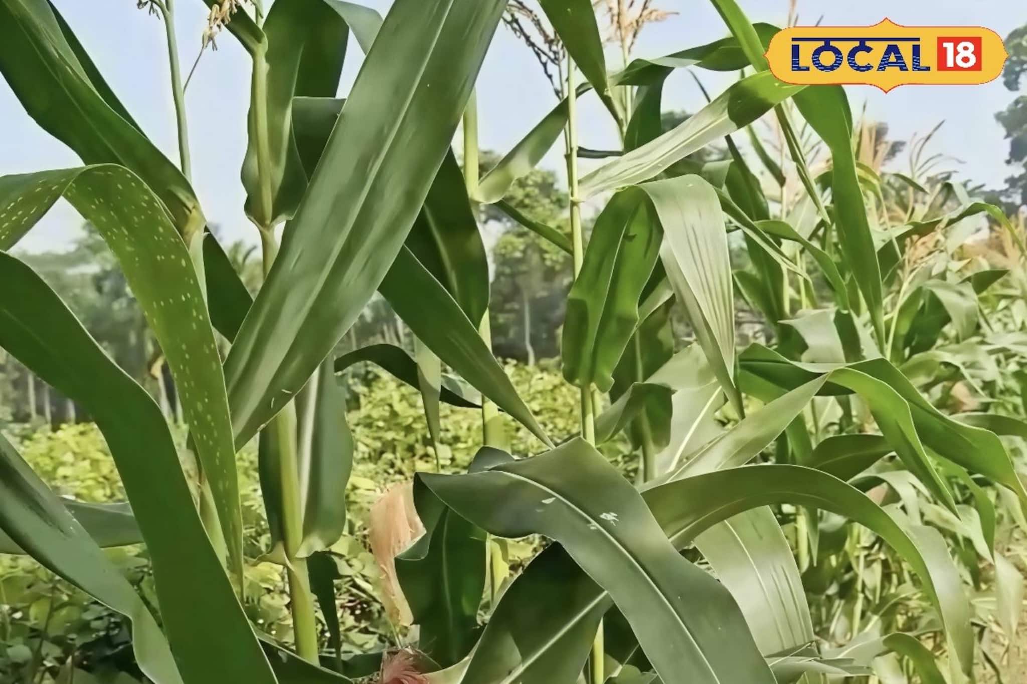 ভুট্টা চাষে বিপ্লব! কম খরচে দ্বিগুণ লাভের দিশা দেখছেন উত্তর ২৪ পরগনার কৃষকরা