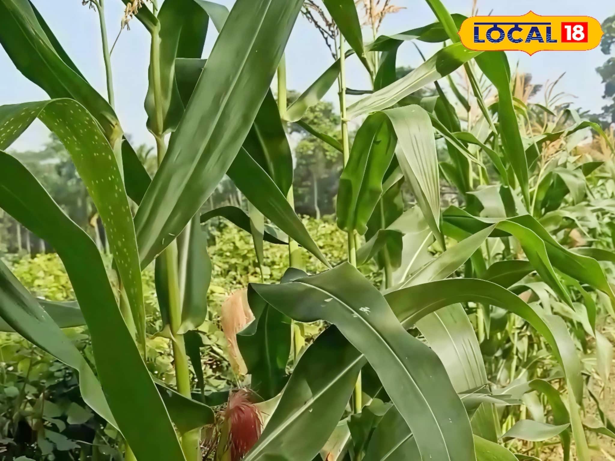 ভুট্টা চাষে বিপ্লব! কম খরচে দ্বিগুণ লাভের দিশা দেখছেন উত্তর ২৪ পরগনার কৃষকরা ভুট্টা চাষে বিপ্লব! কম খরচে দ্বিগুণ লাভের দিশা দেখছেন উত্তর ২৪ পরগনার কৃষকরা