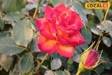 ভ্যালেন্টাইন্স ডে-র আগে এই কারণে গোলাপ নিয়ে উদ্বেগ হাওড়ার চাষিদের