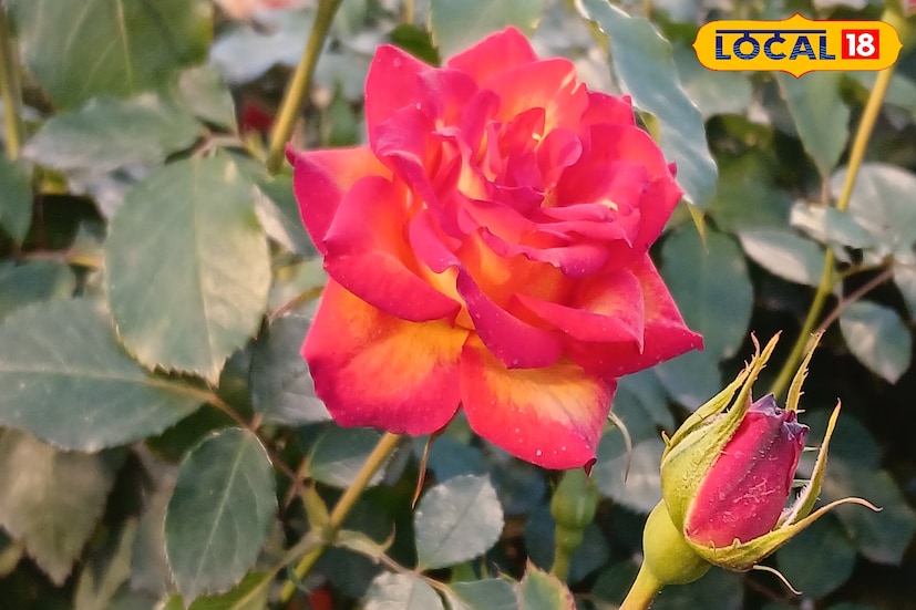 হাতে পাবেন তো পছন্দের গোলাপ? গোলাপের উৎসব ভ্যালেন্টাইন্স ডের আগে গোলাপে সংক্রমণ। জানুয়ারি শেষ হতেই গোলাপের চাহিদা তুঙ্গে, এর মধ্যে গোলাপ চাষিদের বড় ধাক্কা। (ছবি ও তথ্য: রাকেশ মাইতি)