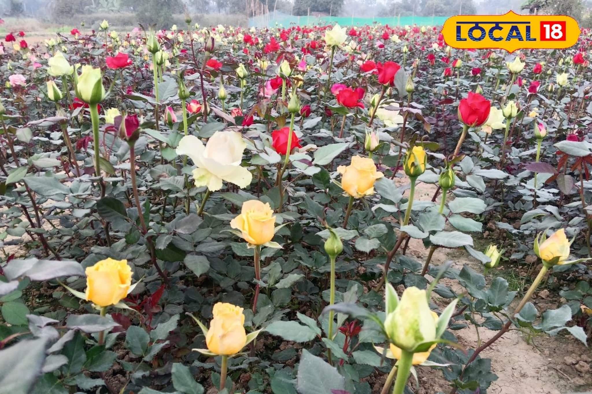 ভ্যালেন্টাইন্স ডে'র আগে চিন্তা গোলাপ চাষে! বাগানে ভাইরাস আক্রমণ নষ্ট ফুল 