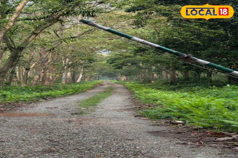 *জঙ্গলে ঘুরতে গেলে পোশাকের রঙ থেকেই সাবধান! ডুয়ার্স ভ্রমণে মানুন বিশেষ কিছু নিয়ম। কী কী করবেন, আর কী করবেন না, সেই সবের খানিক তথ্য রইল বিস্তারিত।