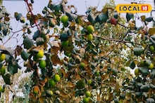 Siliguri News : গাছে যেন ঝুলছে কাশ্মীরি আপেল... ছোট টবে উপচে পড়ছে ফল! বাড়িতেই প্রদর্শনী