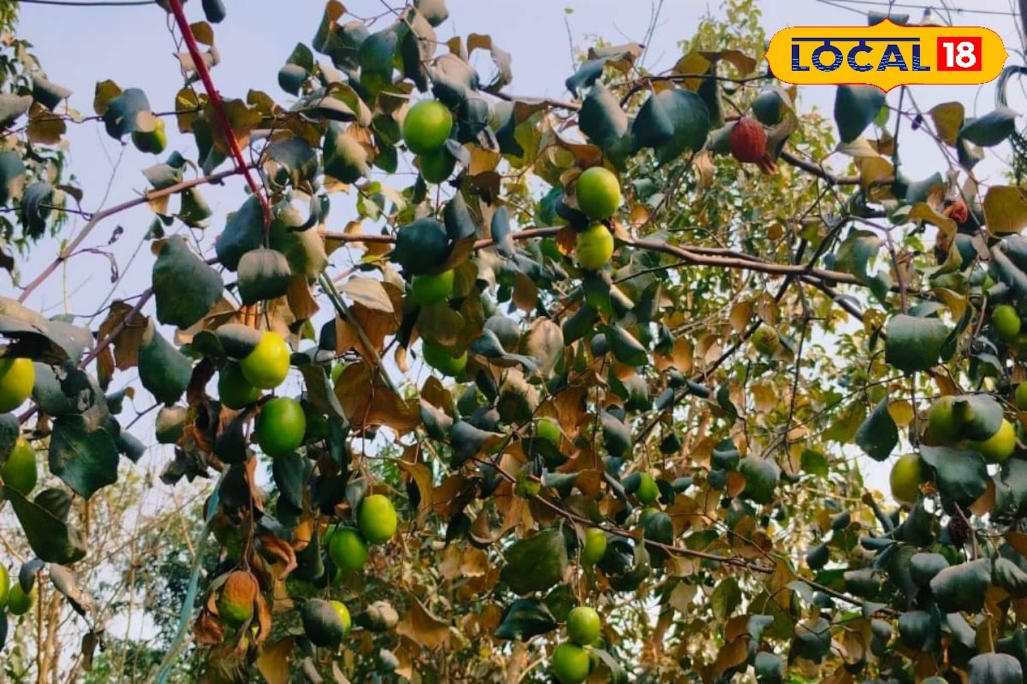 কাশ্মীরি আপেলের ছদ্মবেশে শিলিগুড়ির ‘আপেল কুল’ বিস্ময়! তেলিপাড়ার বাড়িতে ৭ ফুট গাছে বছরে ২৫ কেজি ফলের রেকর্ড