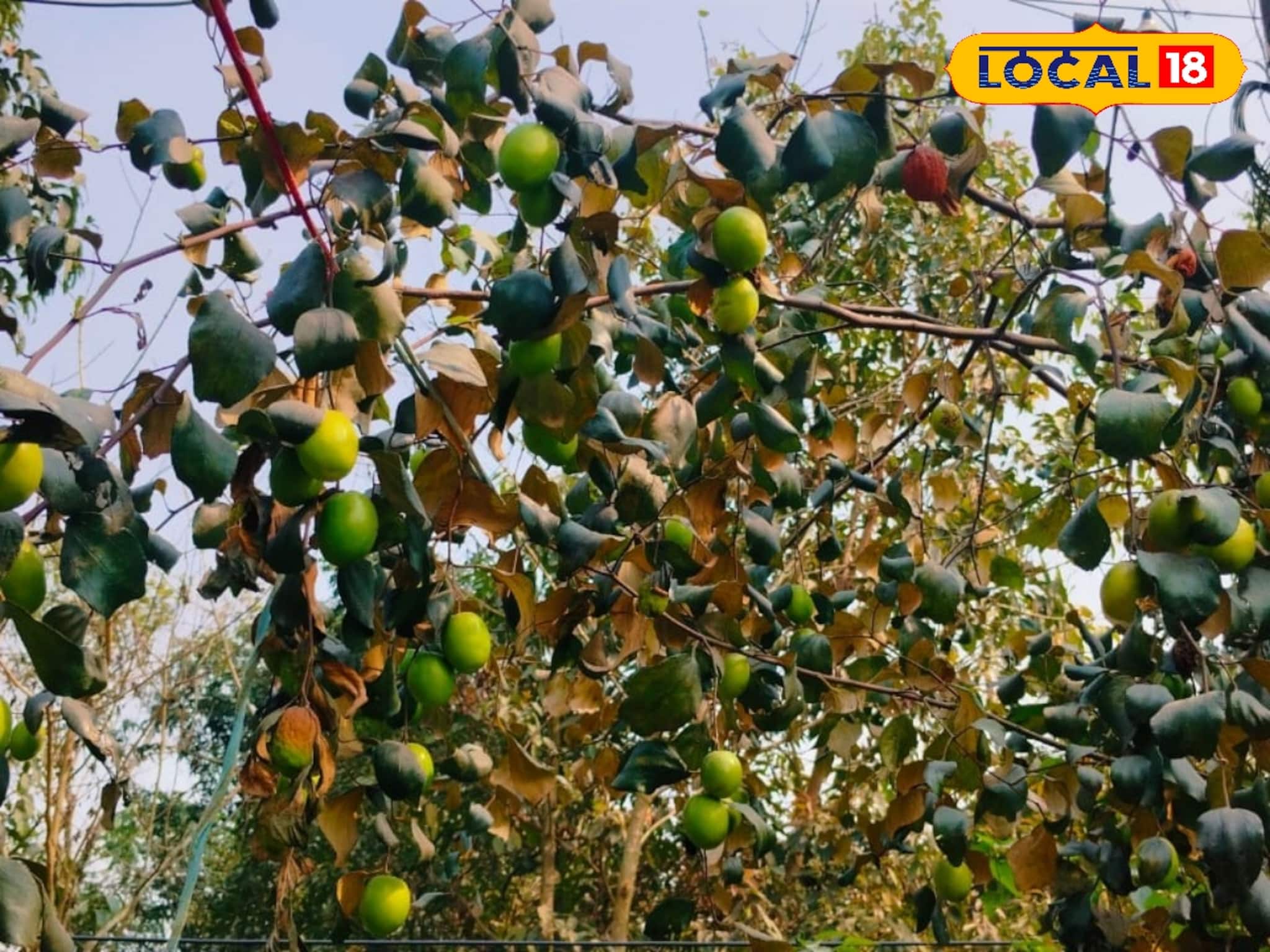 কাশ্মীরি আপেলের ছদ্মবেশে শিলিগুড়ির ‘আপেল কুল’ বিস্ময়! তেলিপাড়ার বাড়িতে ৭ ফুট গাছে বছরে ২৫ কেজি ফলের রেকর্ড