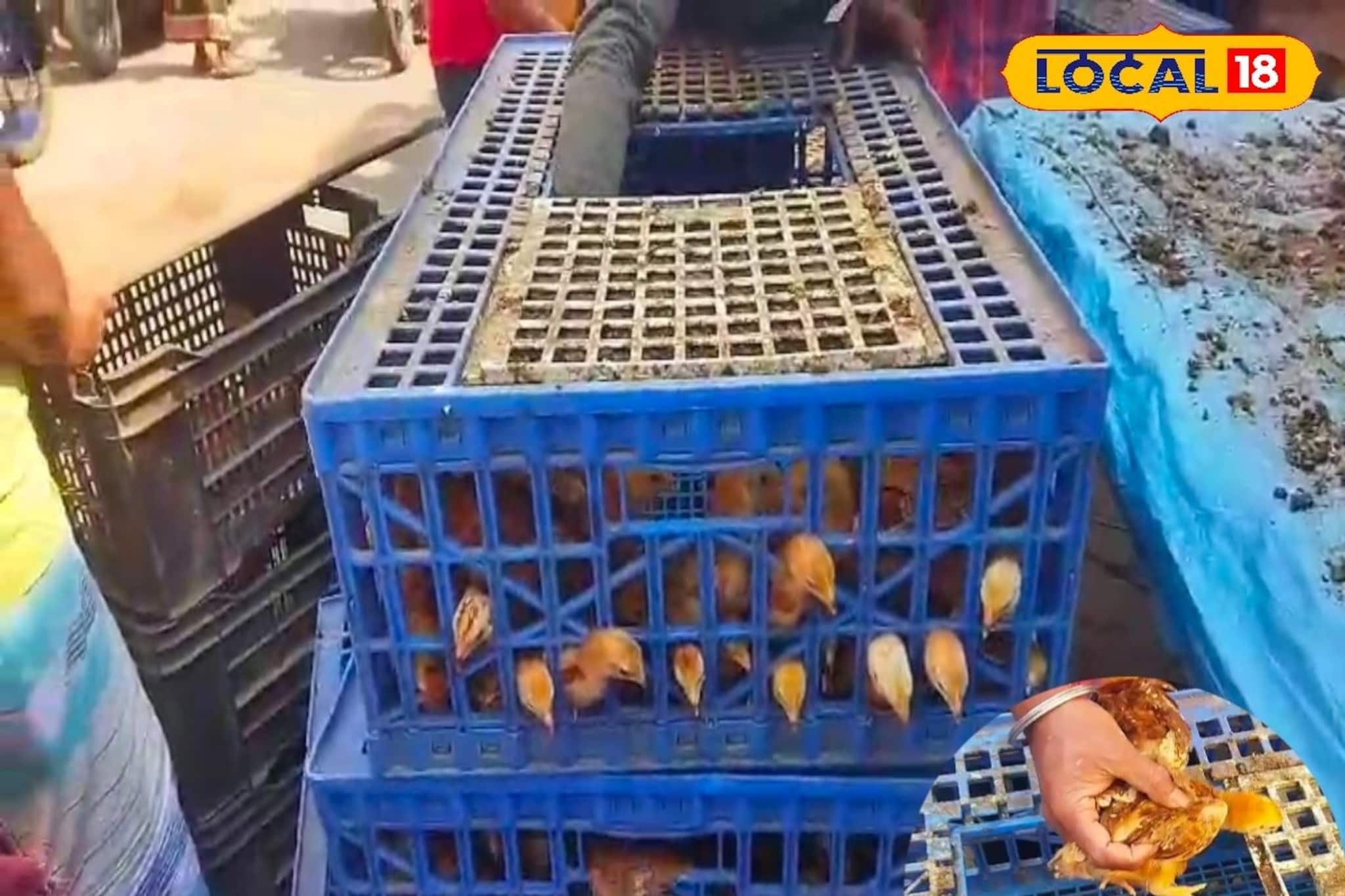 প্রাণী সম্পদ বিকাশ দফতরের সহায়তায় কর্মসংস্থানের দিশা জেলার বেকারদের