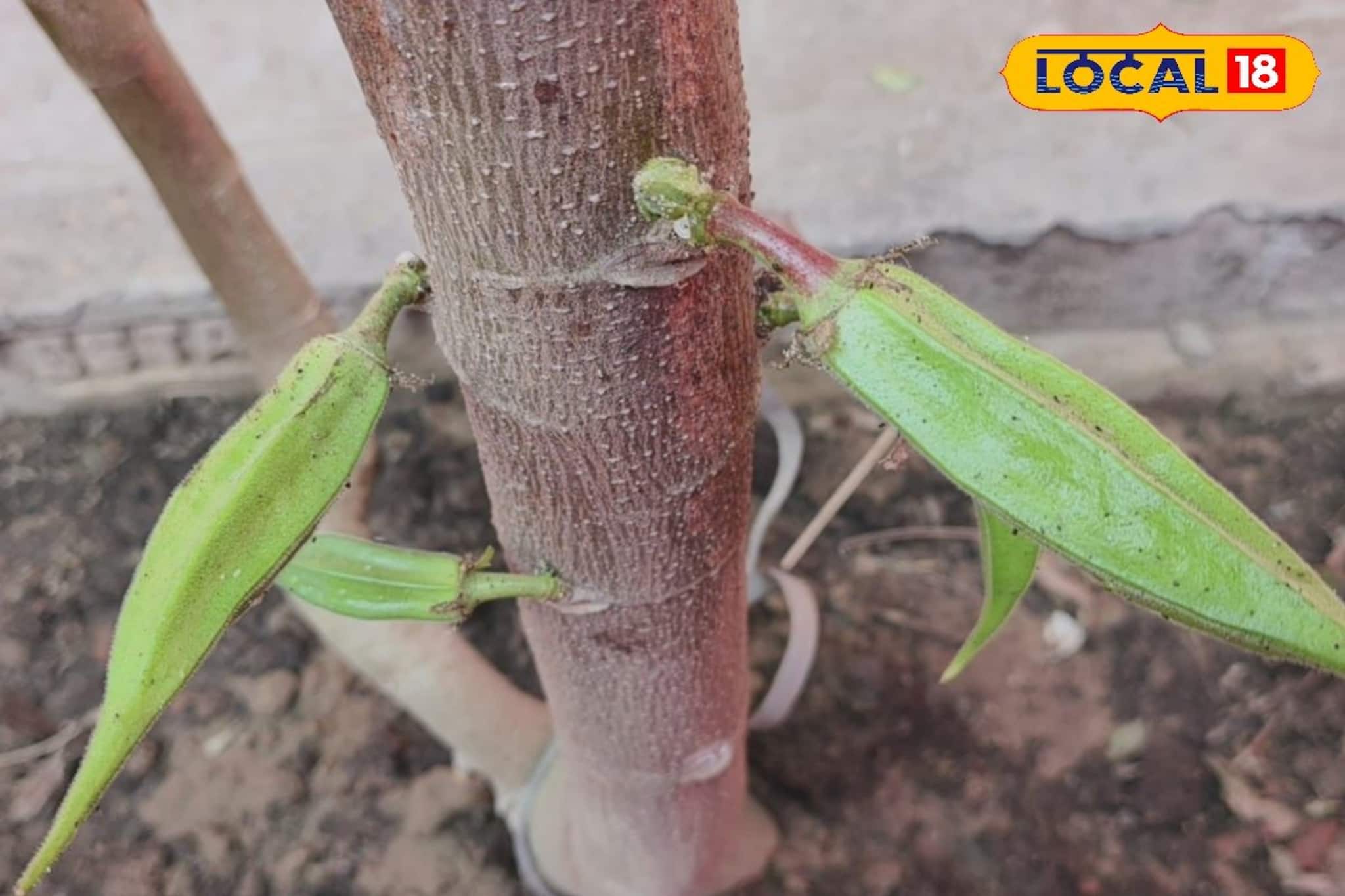 এ কিন্তু যেমন-তেমন ঢেঁড়স গাছ নয়, বীরভূমের 'অনন্য' ঢেঁড়স গাছ দেখে চোখ কপালে সকলের এ কিন্তু যেমন-তেমন ঢেঁড়স গাছ নয়, বীরভূমের 'অনন্য' ঢেঁড়স গাছ দেখে চোখ কপালে সকলের