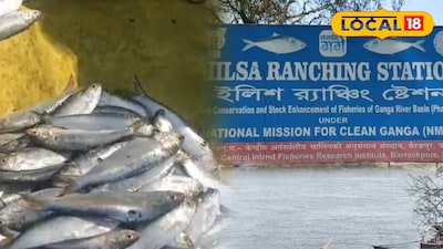 সরকারি নিষেধাজ্ঞা অমান্য করে দেদার বিকচ্ছে গঙ্গার খোকা ইলিশ!