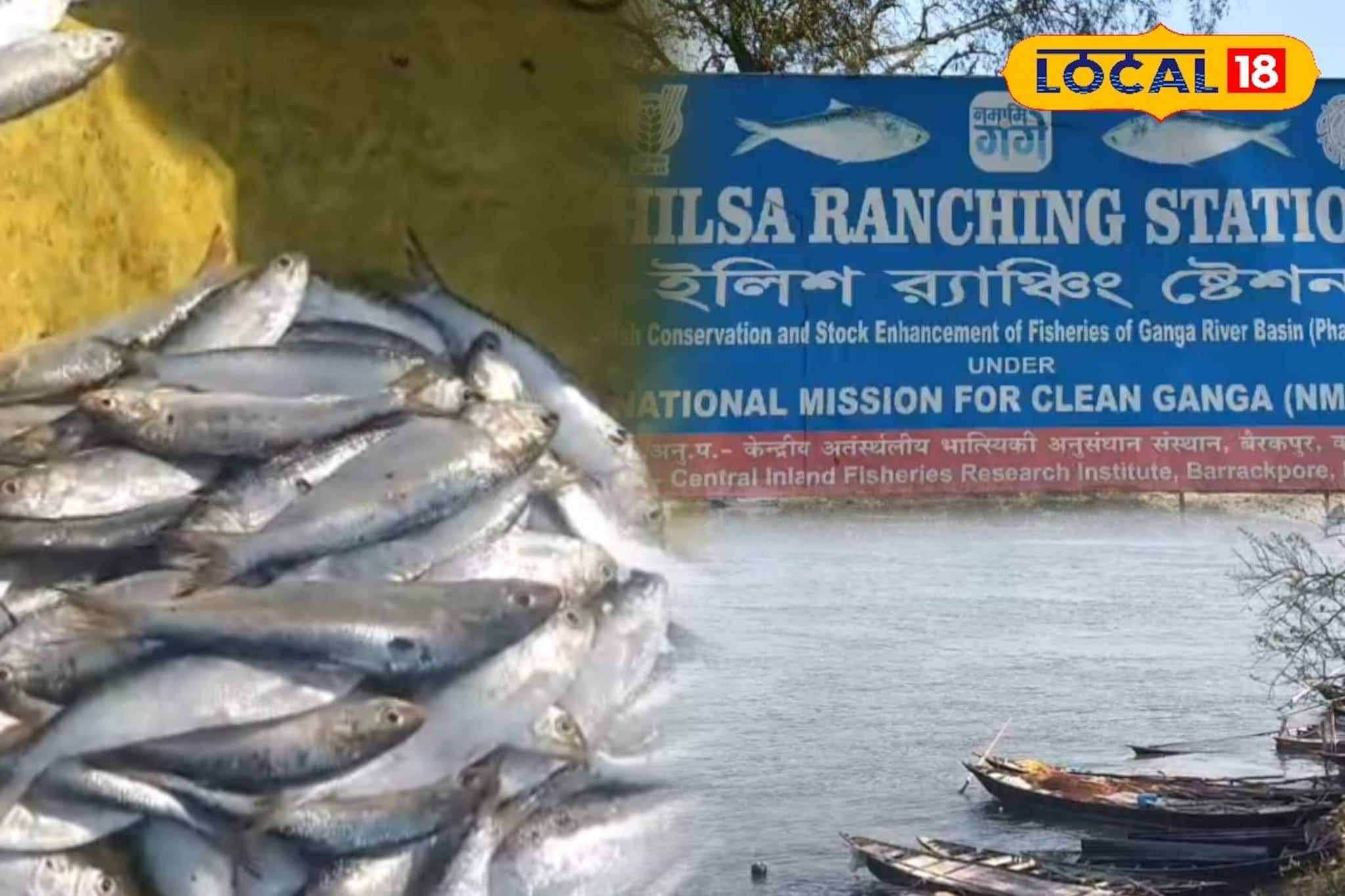 শীতের শেষে ইলিশের ঢল! বিকোচ্ছে ৭০০ টাকা কেজি দরে, মৎস্য দফতরের নজরে ফরাক্কা