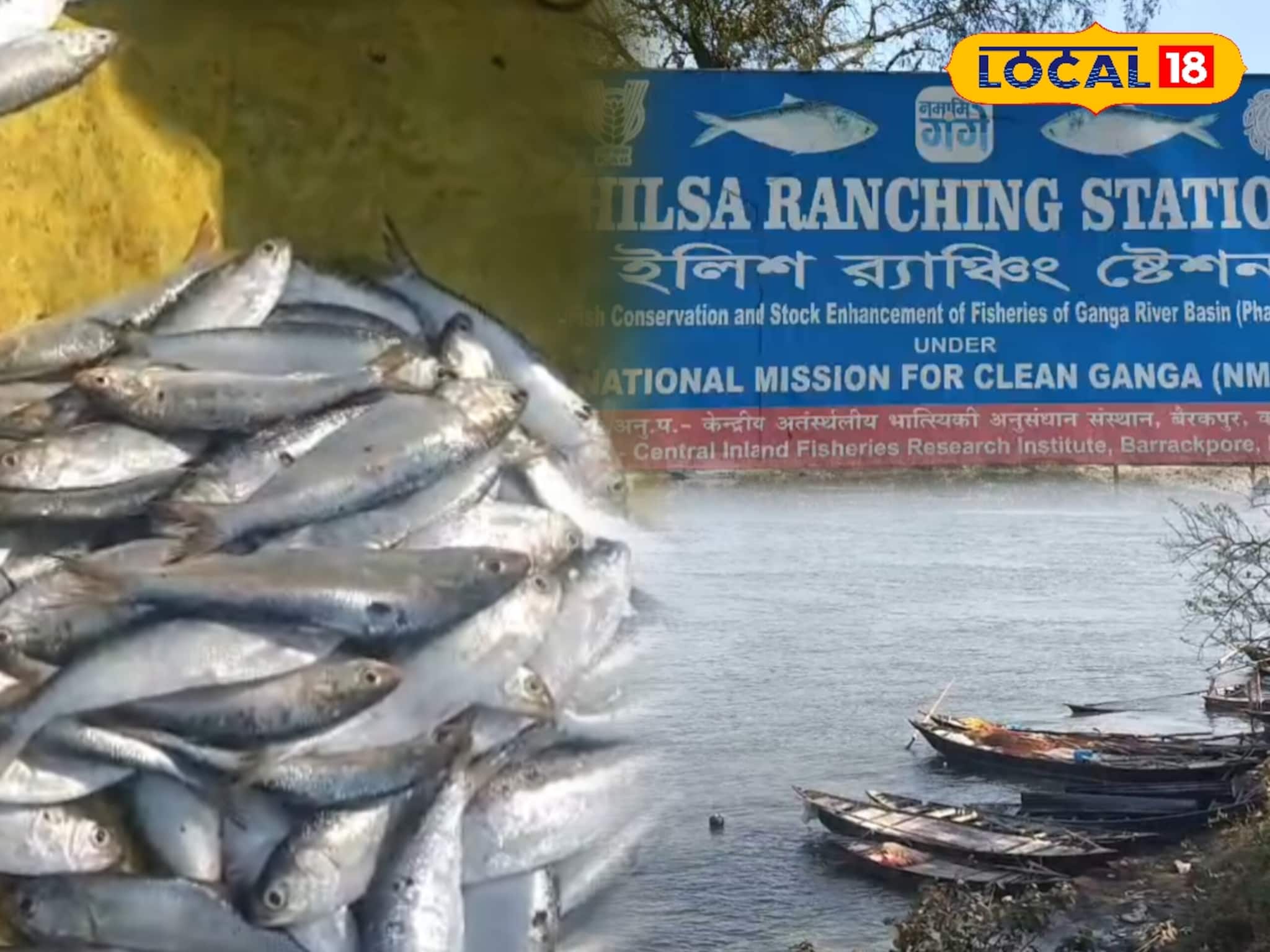 শীতের শেষে ইলিশের ঢল! বিকোচ্ছে ৭০০ টাকা কেজি দরে, মৎস্য দফতরের নজরে ফরাক্কা শীতের শেষে ইলিশের ঢল! বিকোচ্ছে ৭০০ টাকা কেজি দরে, মৎস্য দফতরের নজরে ফরাক্কা