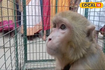 মনিব নেই, শোকে পাথর হয়ে গিয়েছে পোষ্য বানর! খাওয়াদাওয়া ছেড়ে তিলে তিলে মরছে ফোট্টু