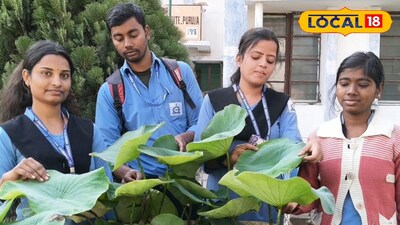 প্লাস্টিকের ড্রামের মধ্যে পদ্ম ফুলের চাষ
