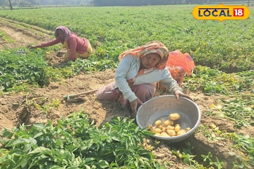 জমিতে ফলনের জোয়ার! বাজারে বাড়তি দামের আশায় চাষিরা জমিতে ফলনের জোয়ার! বাজারে বাড়তি দামের আশায় চাষিরা